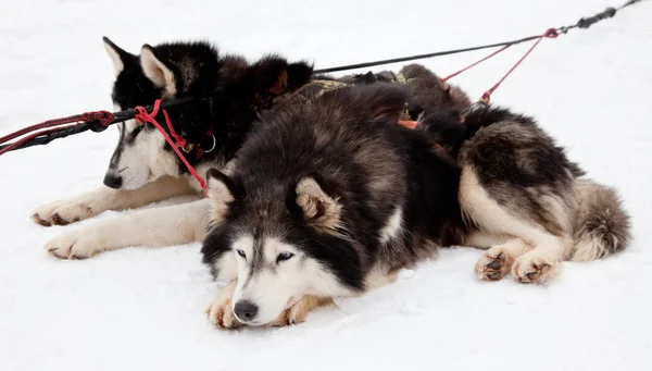 Dois Huskies siberianos — Fotografia de Stock