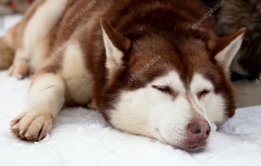 Red siberian husky dog