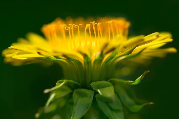 Sarı karahindiba yakın plan..