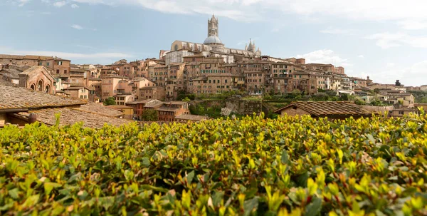 Siena Duomo na jaře na slunečný den. Toskánsko, Itálie. — Stock fotografie