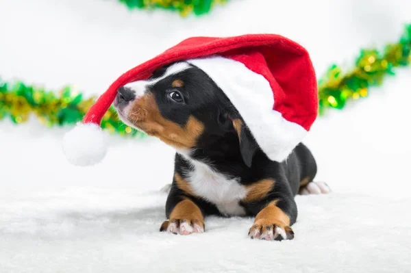 Süßer Welpe mit rotem Weihnachtsmann-Hut, Weihnachtskostüm — Stockfoto