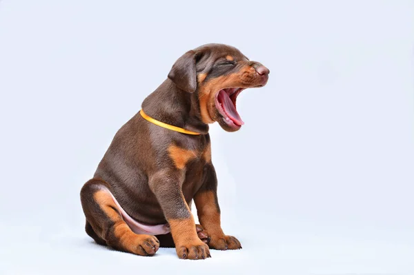 Doce cachorrinho castanho Doberman. Estúdio — Fotografia de Stock