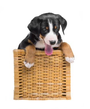 Beyaz bir arka plan üzerinde izole bir sepet içinde üç renkli köpek yavrusu