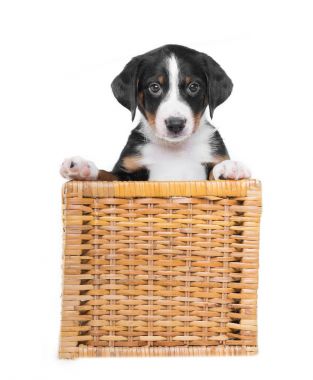 Beyaz bir arka plan üzerinde izole bir sepet içinde üç renkli köpek yavrusu