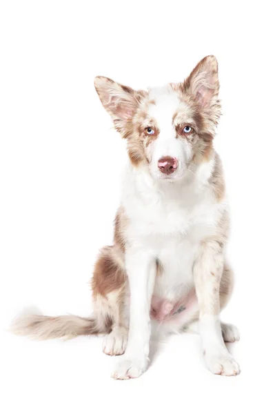 Red merle border collie puppy, retrato sobre fundo branco — Fotografia de Stock