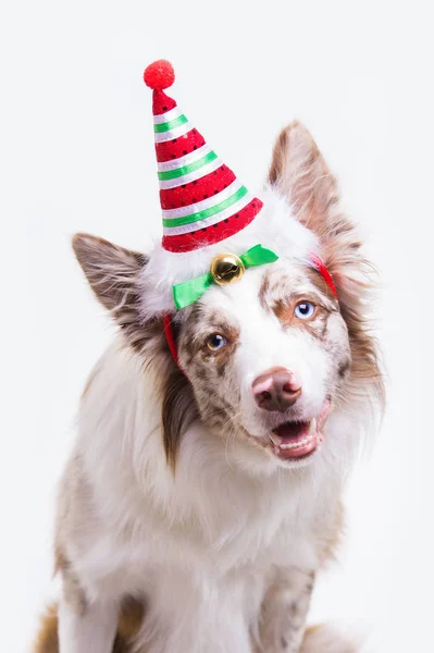 Red merle bordercollie hund, porträtt på grå bakgrund — Stockfoto