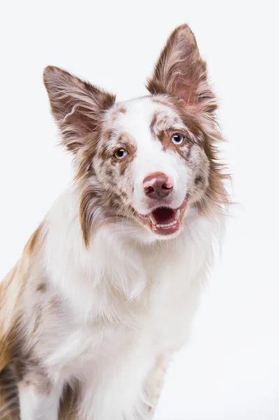 Red merle bordercollie hund, porträtt på grå bakgrund — Stockfoto