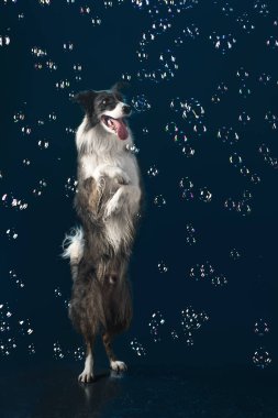 Aqua stüdyo, kabarcıklar ile koyu arka plan üzerinde kenar kömür ocağı