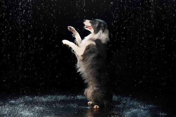 Aqua studio, border collie on the dark background with rain — Stock Photo, Image