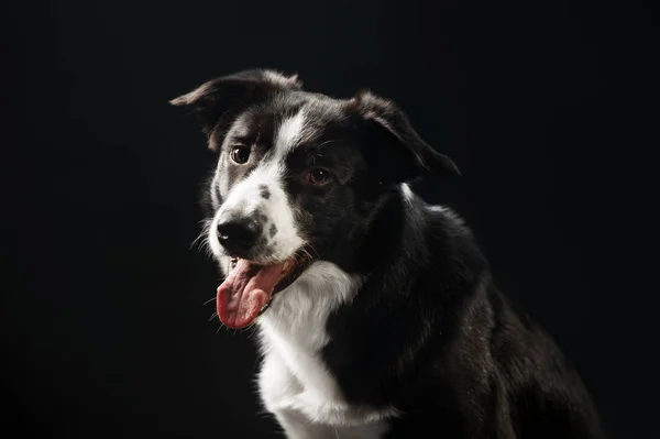 Black border collie, retrato no fundo escuro, studio sho — Fotografia de Stock