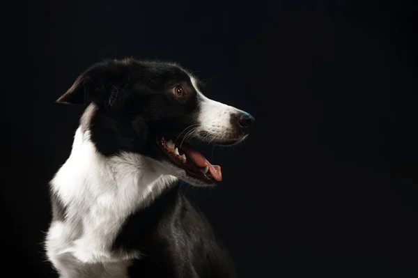 Black border collie, portrait on the dark background, studio sho — Stock Photo, Image