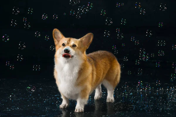 Aqua studio, Welsh corgi pembroke on the dark background with bu — Stock Photo, Image