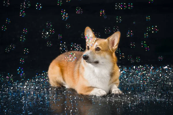 Aqua studio, Welsh corgi pembroke on the dark background with bu — Stock Photo, Image