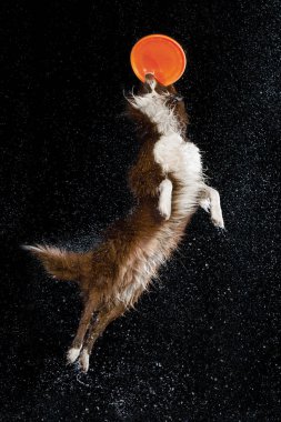 Aqua stüdyo, yağmur ile koyu arka plan üzerinde kenar kömür ocağı