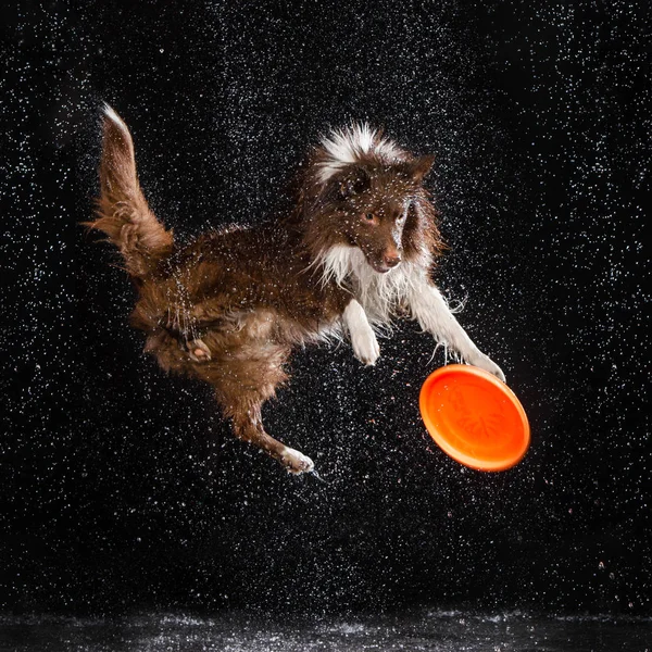 Aqua studio, border collie sullo sfondo scuro con pioggia — Foto Stock