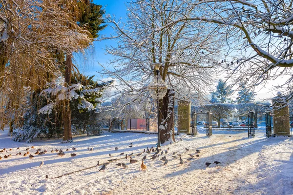 Parque de inverno em Oliwa — Fotografia de Stock