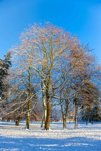 Árvores no inverno — Fotografia de Stock