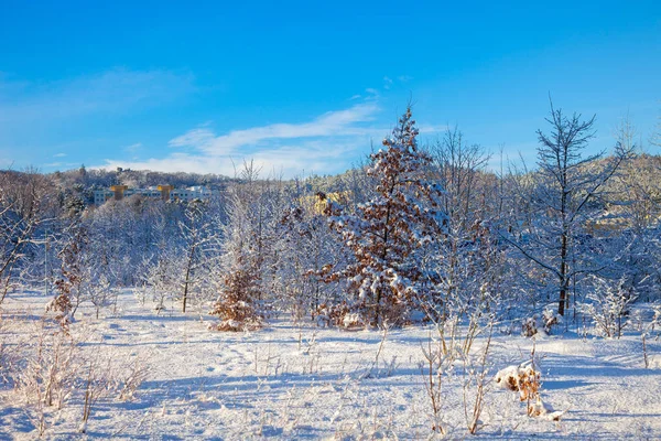 Paisagem de inverno e árvores — Fotografia de Stock
