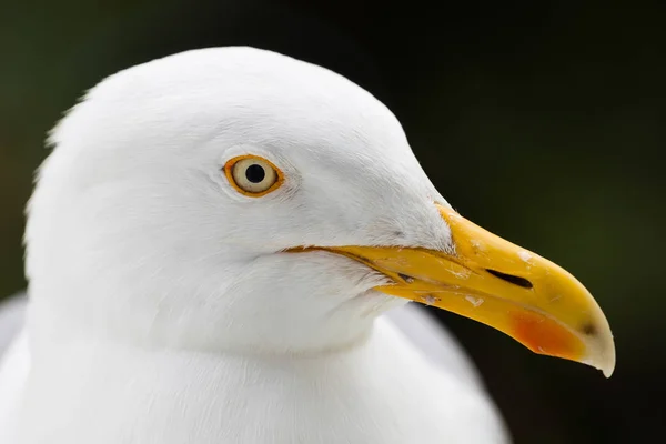 Vattenpumpar på fartyg — Stockfoto