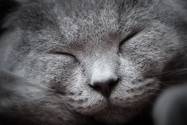 Короткоголовый котенок — стоковое фото