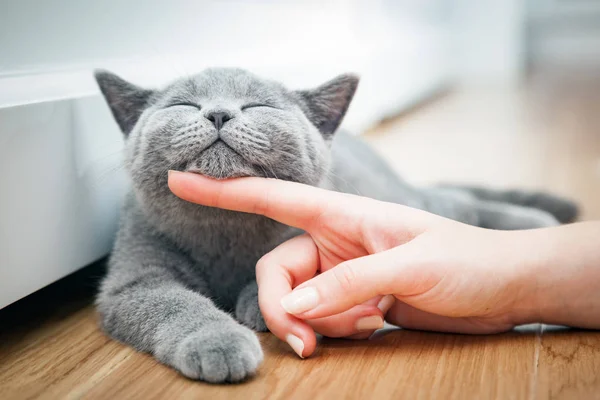 Happy kitten stroked by woman