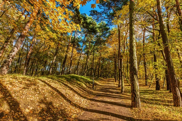 Renkli ağaçlı sonbahar ormanı — Stok fotoğraf