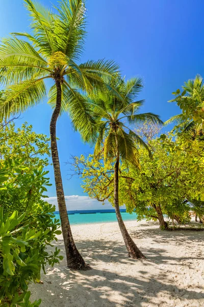 Tropisch eiland met coconut palm — Stockfoto