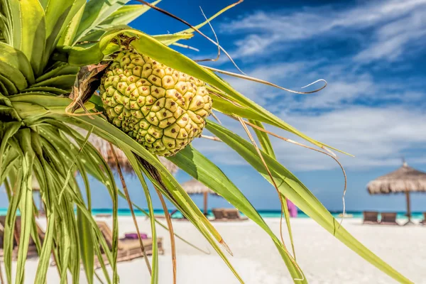 Kókusz-palm Beach — Stock Fotó