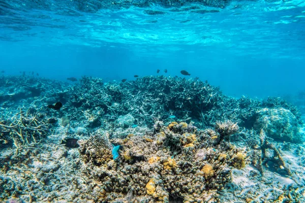 Barriera corallina subacquea — Foto Stock