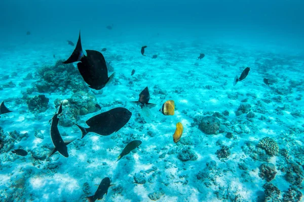 Arrecife de coral submarino —  Fotos de Stock