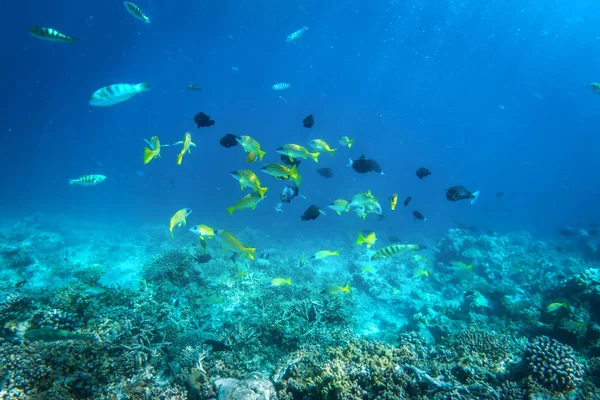 Підводний кораловий риф — стокове фото