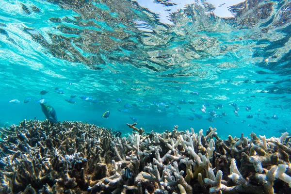 Korallenriff unter Wasser — Stockfoto