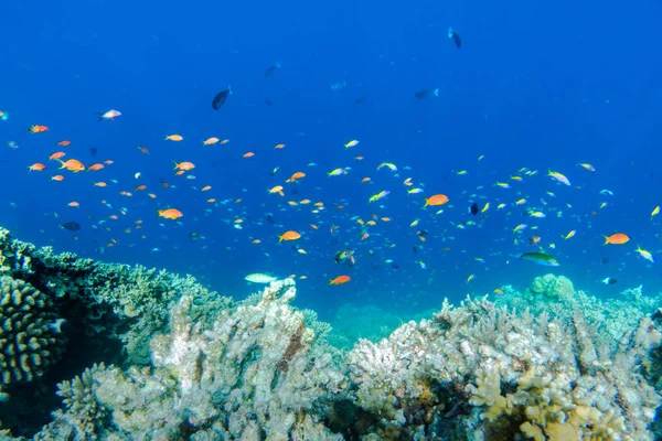 Underwater korallrev — Stockfoto