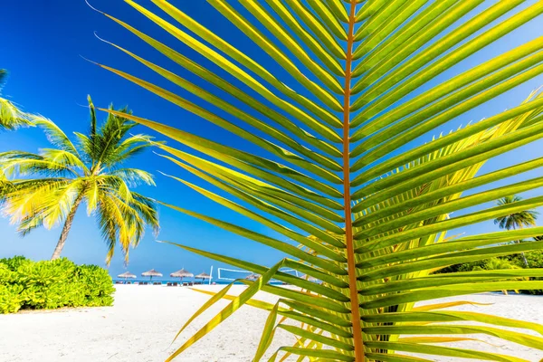 Groen palmboom — Stockfoto