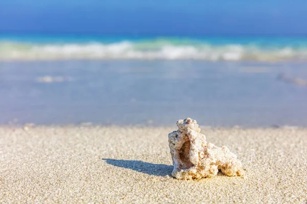 Muschel am tropischen Sandstrand — Stockfoto
