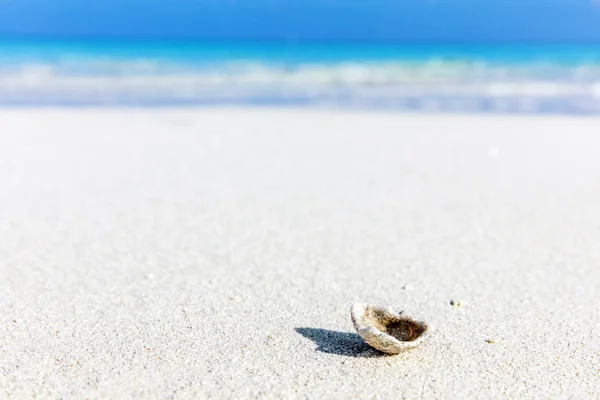 Kabuk kum tropikal plajındaki — Stok fotoğraf