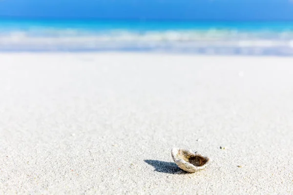 Muschel am tropischen Sandstrand — Stockfoto