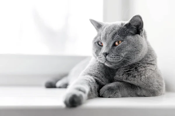 Благородне гордий кішка — стокове фото