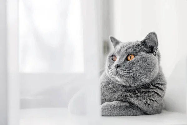Благородне гордий кішка — стокове фото