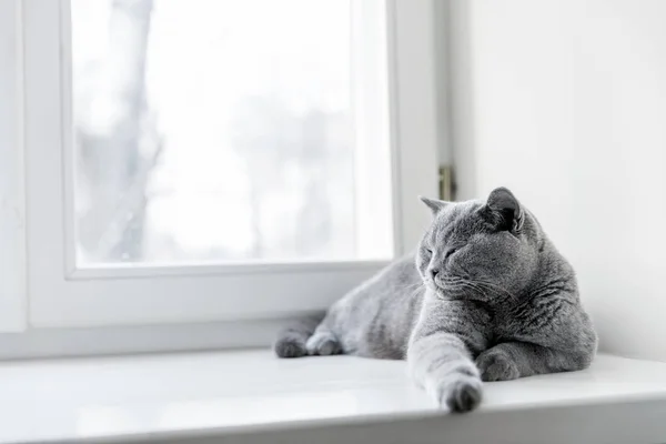 Asil gururlu kedi — Stok fotoğraf
