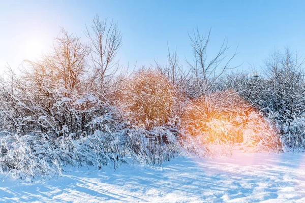 Winter park met frosty bomen — Stockfoto