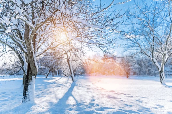冷ややかな木と冬の公園 — ストック写真