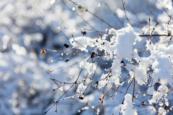 冬天的树枝在雪中 — 图库照片