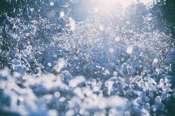 冬天的树枝在雪中 — 图库照片