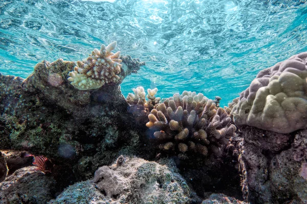 Подводный коралловый риф — стоковое фото