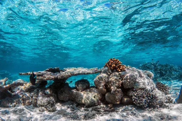 Korallenriff unter Wasser — Stockfoto