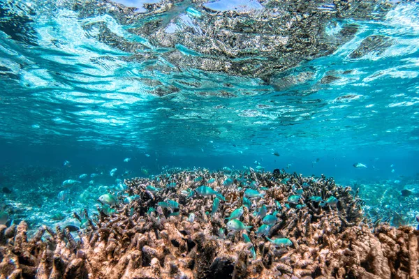 Korallenriff unter Wasser — Stockfoto