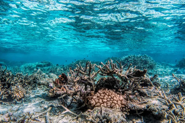水中サンゴ礁 — ストック写真