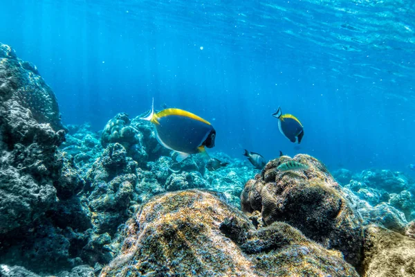 수 중 산호초 — 스톡 사진