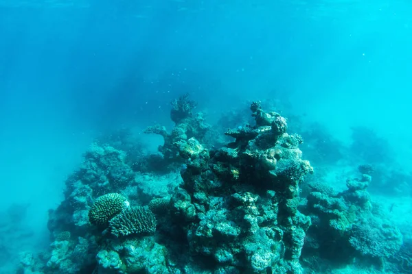 Arrecife de coral submarino —  Fotos de Stock